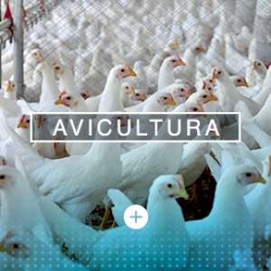 https://developer.danuxdecolombia.com/wp-content/uploads/2018/03/avicultura-300x300.jpg